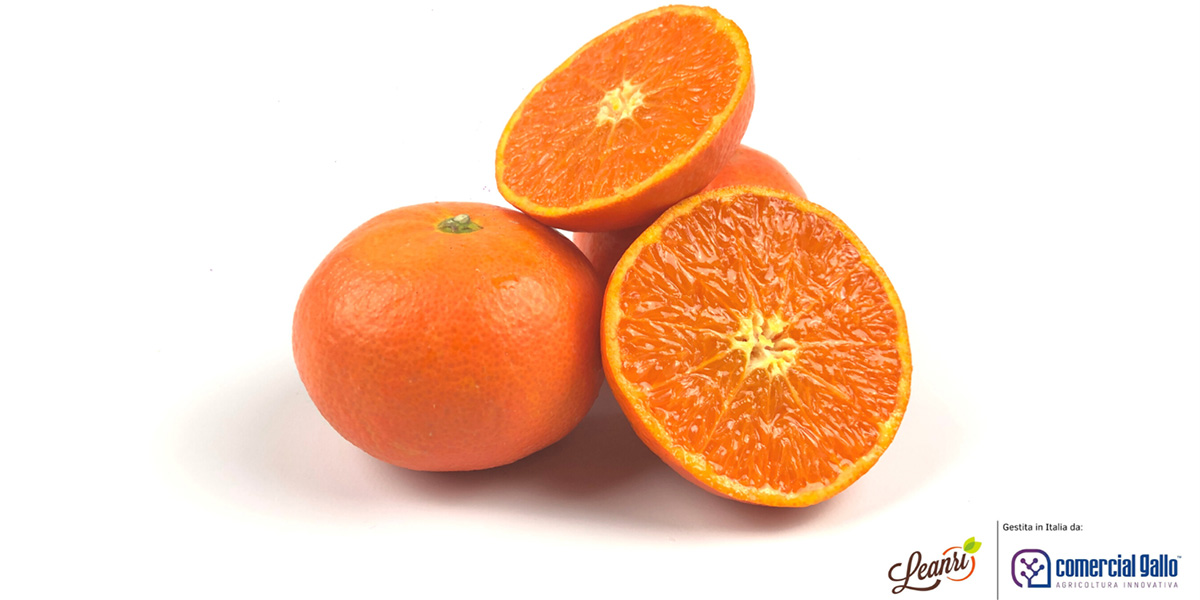 Ecco Leanri, la nuova punta di diamante del comparto clementine-mandarini